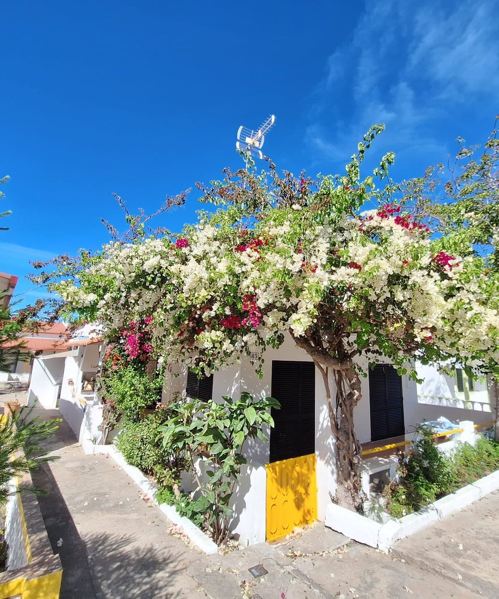 Vissershuis op Armona onder bloeiende bougainville