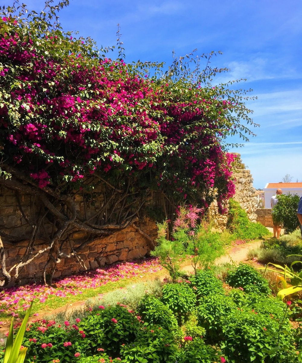 Kloostertuin in Tavira vol bloeiende bougainville